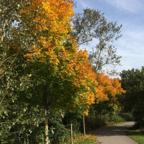 Herbst - Wunderbare Farbenpracht - Klinkens Malerbetrieb